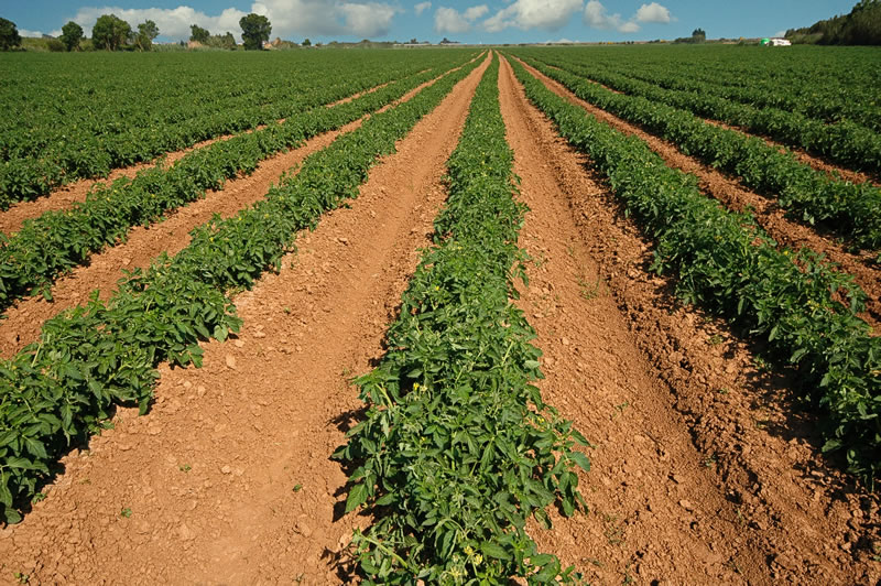 Tomato plants growing